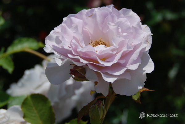 バラ図鑑 ニュー ウェーブ New Wave 薔薇の写真と品種データ Roseroserose