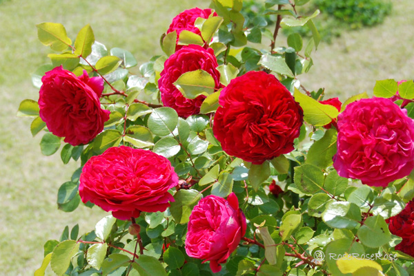 バラ図鑑 レッド レオナルド ダ ビンチ Red Leonardo Da Vinci 薔薇の写真と品種データ Roseroserose