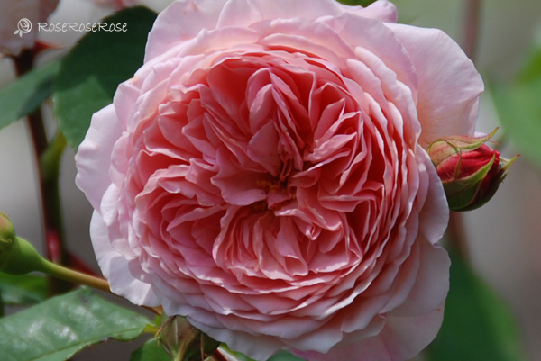バラ図鑑 ウィリアム モリス William Morris 薔薇の写真と品種データ Roseroserose